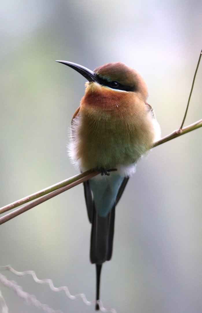 Blue-tailed bee-eater (Merops philippinus)