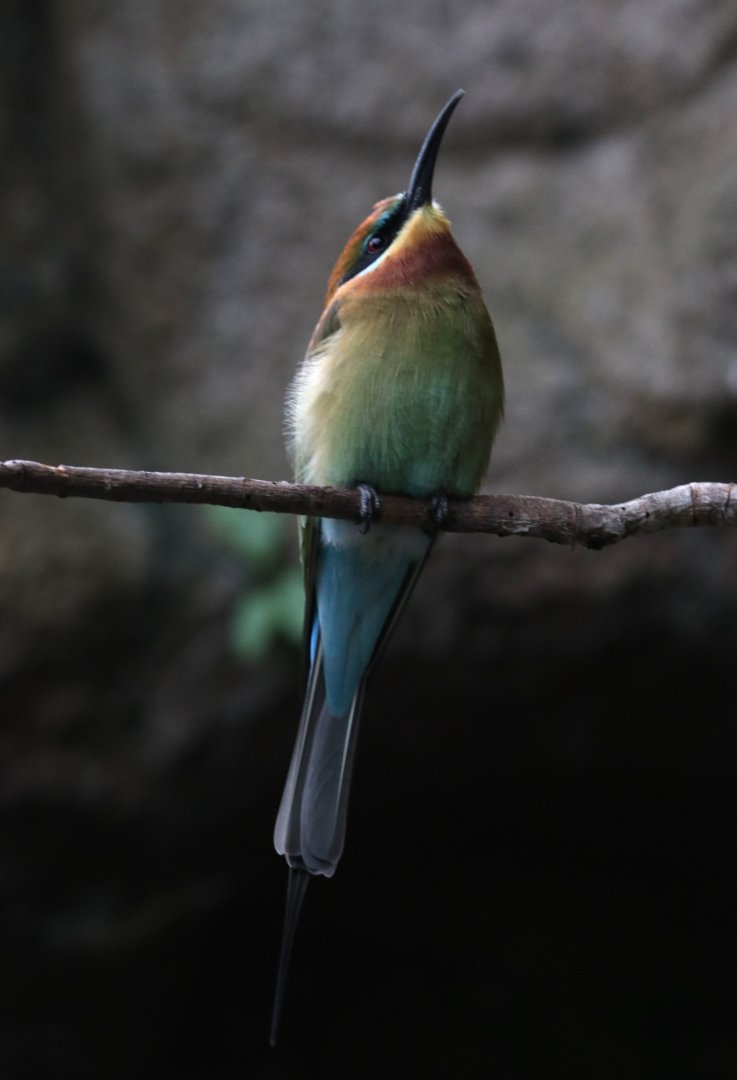 Blue-tailed bee-eater (Merops philippinus)