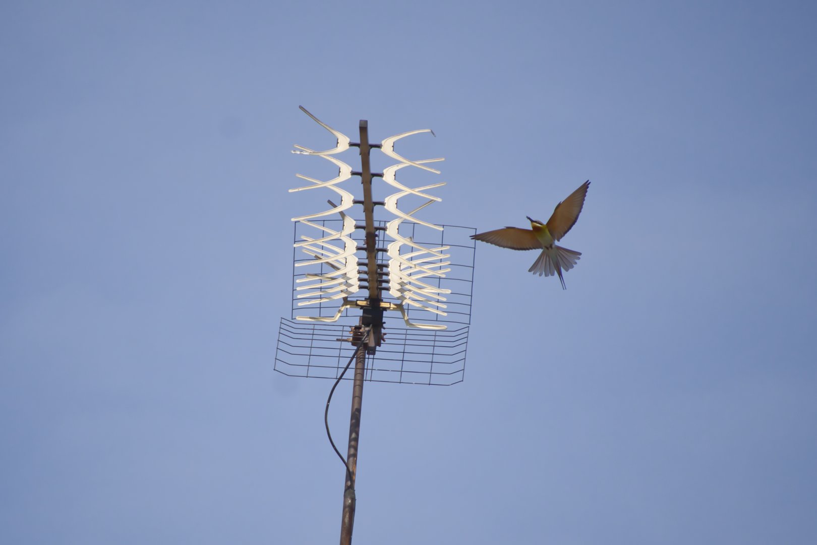 Blue-tailed Bee-Eater (Merops philippinus)