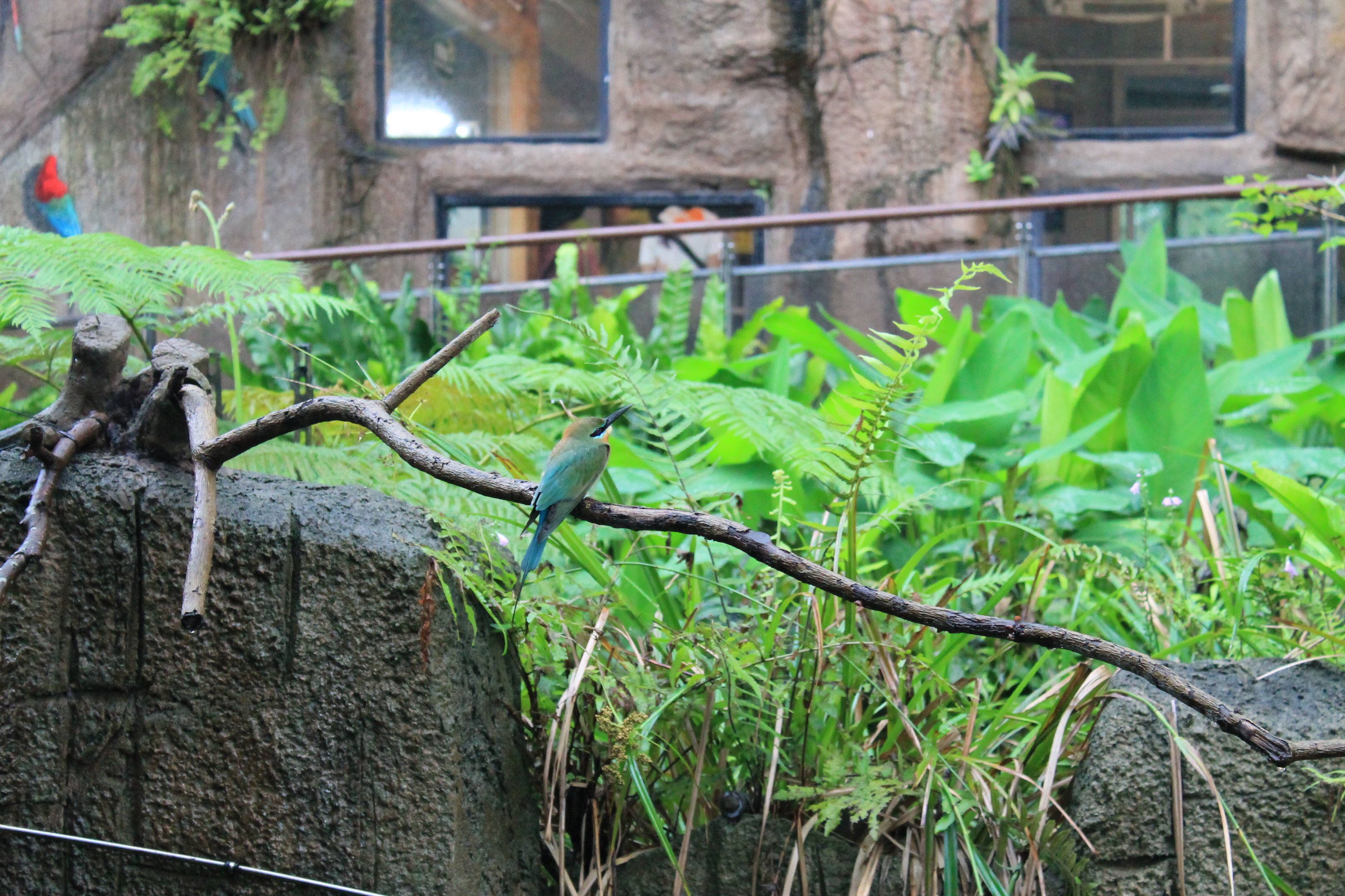 Blue-tailed Bee-eater (Merops philippinus)