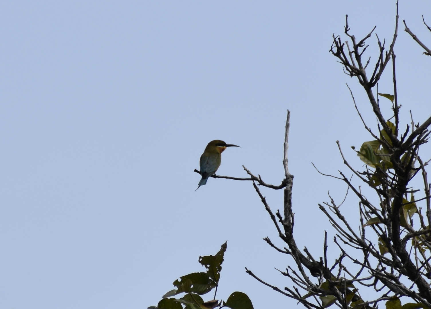 Blue Tailed Bee Eater ~ Pulau Ubin