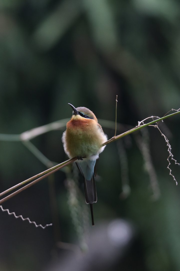 Blue-tailed bee-eater