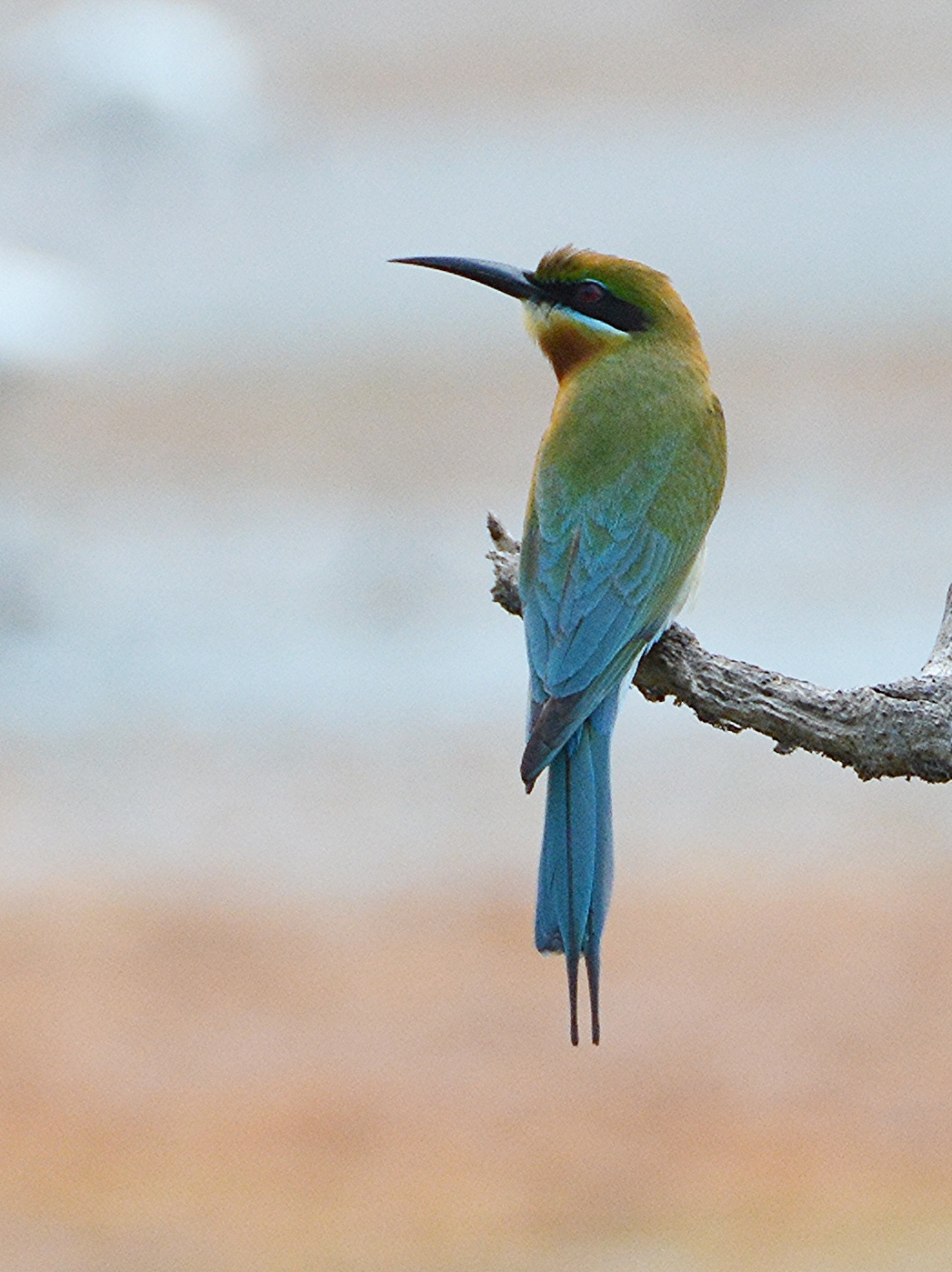 Blue-tailed bee-eater (?)