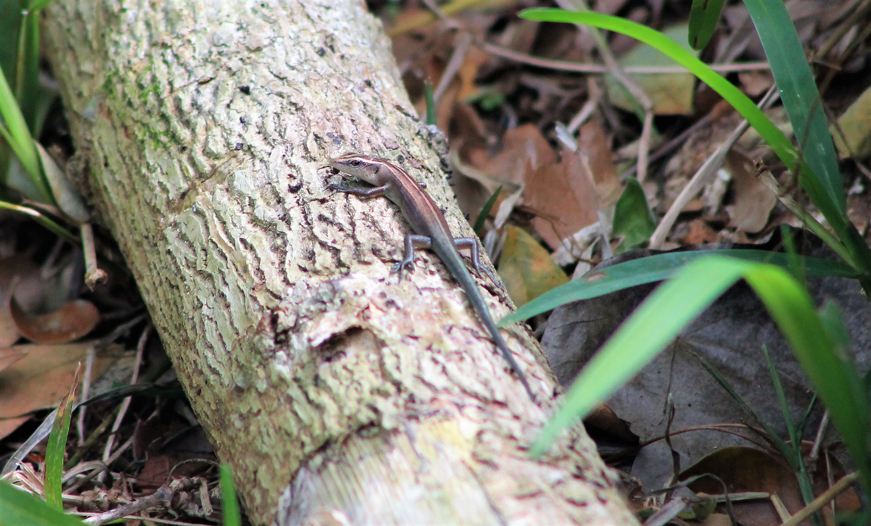 Blue-tailed Copper-striped Skink (Emoia impar)