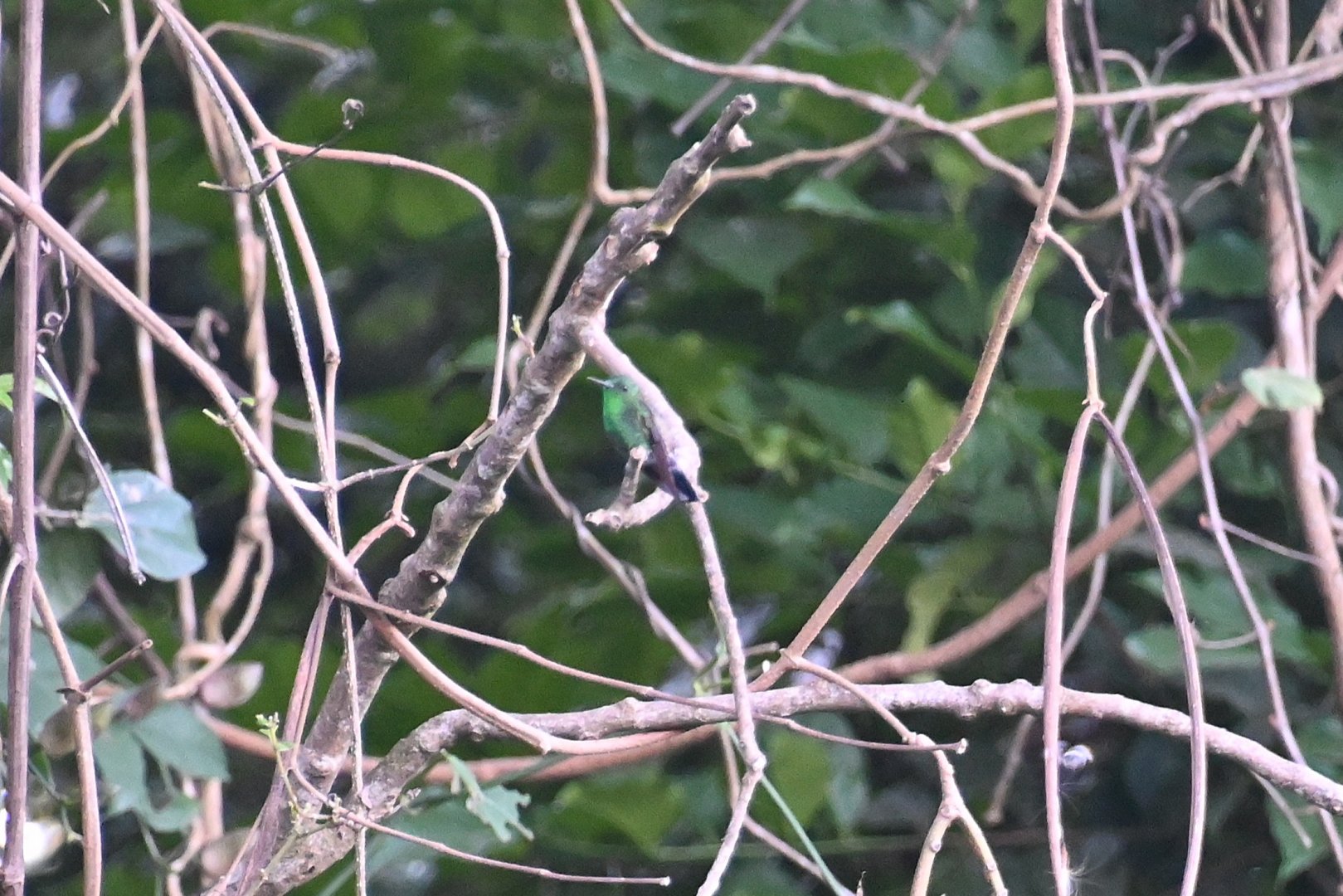 Blue-tailed emerald (Chlorostilbon mellisugus)