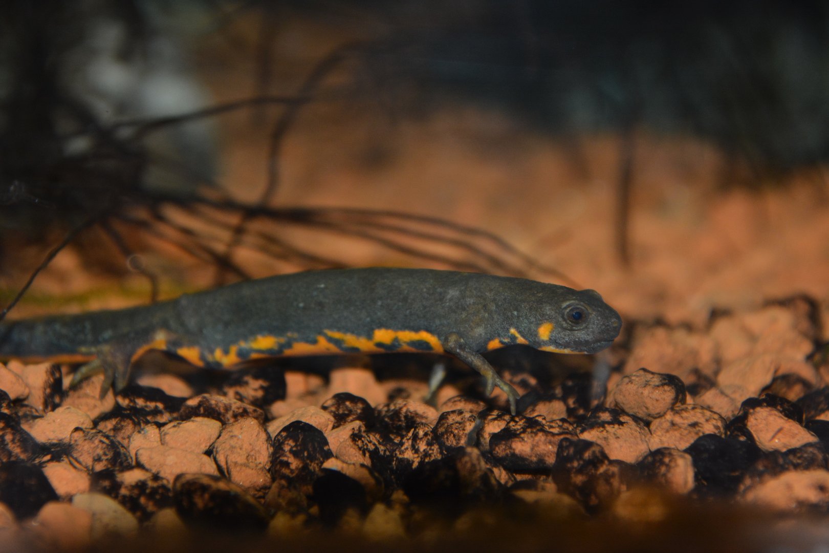 Blue-tailed fire-bellied newt (Cynops cyanurus)