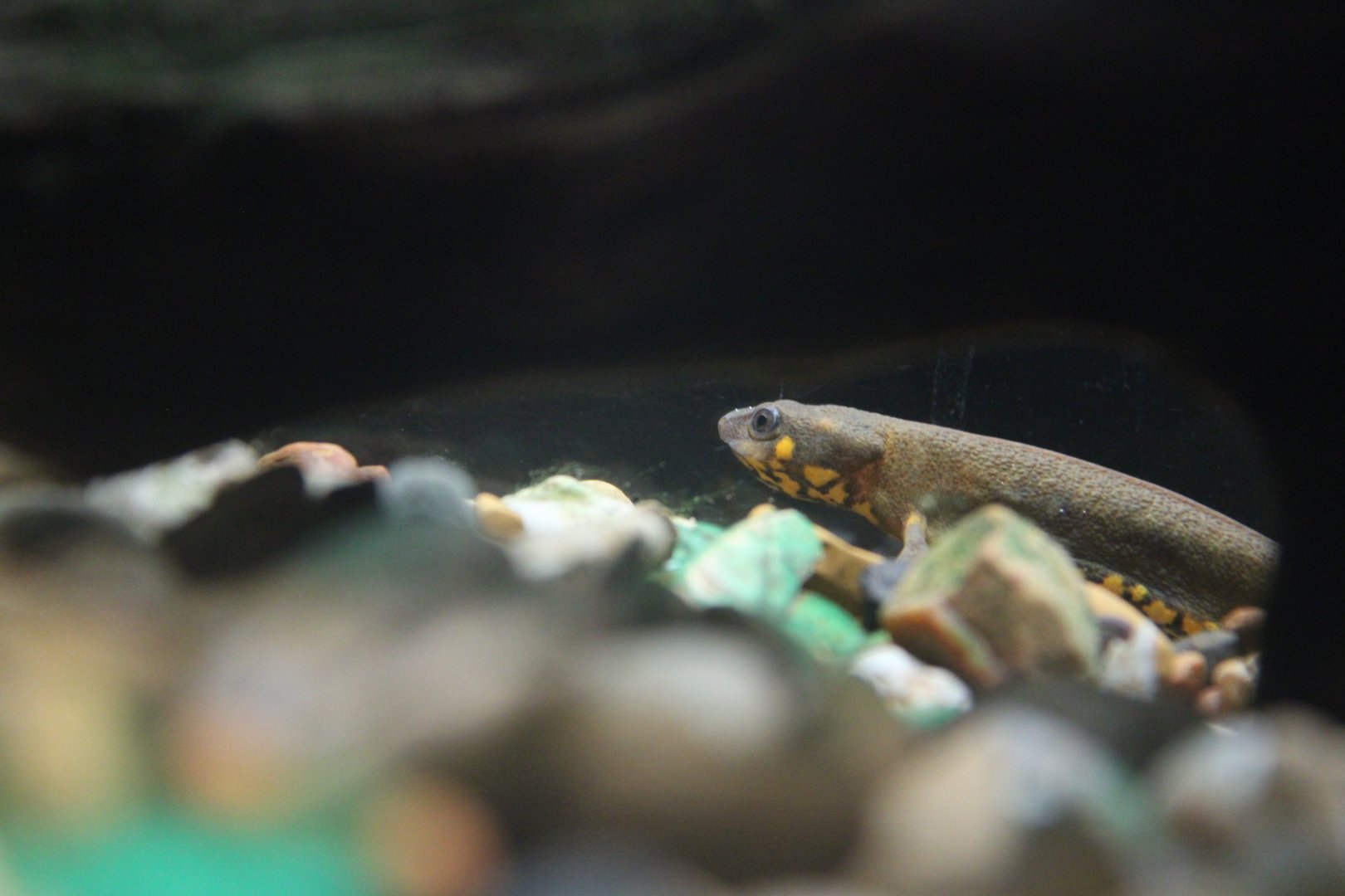 Blue-tailed Fire-bellied Newt