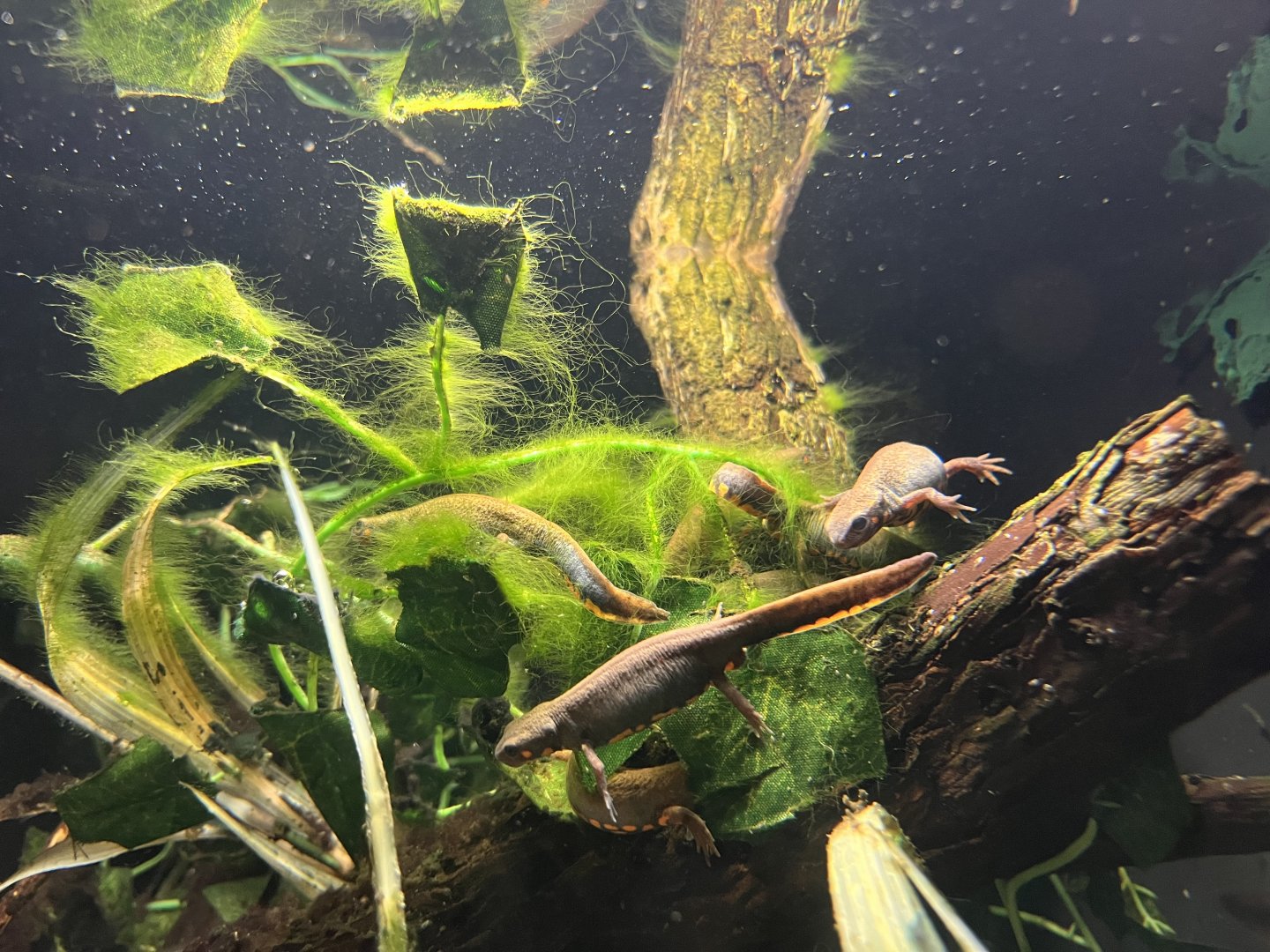 Blue-tailed Fire-bellied Newts (Cynops cyanurus)