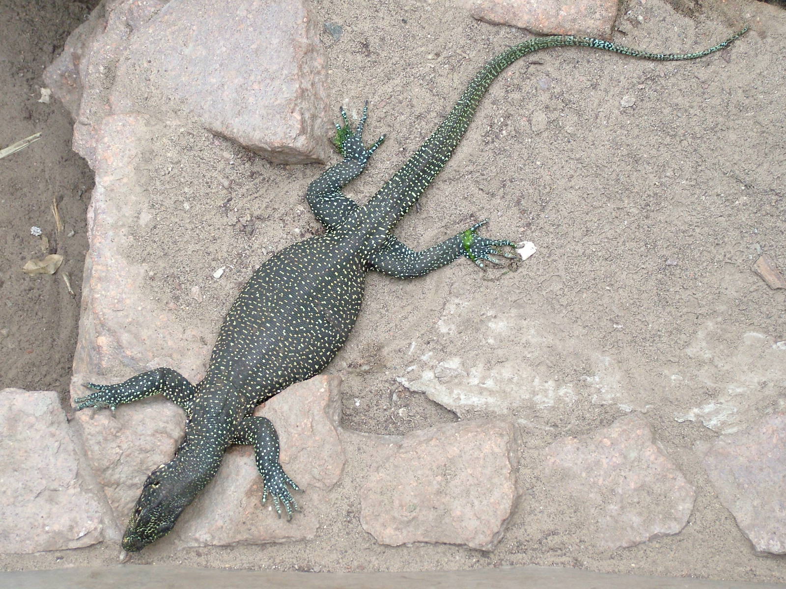 Blue-tailed Monitor at Tierpark Berlin, 01/09/11
