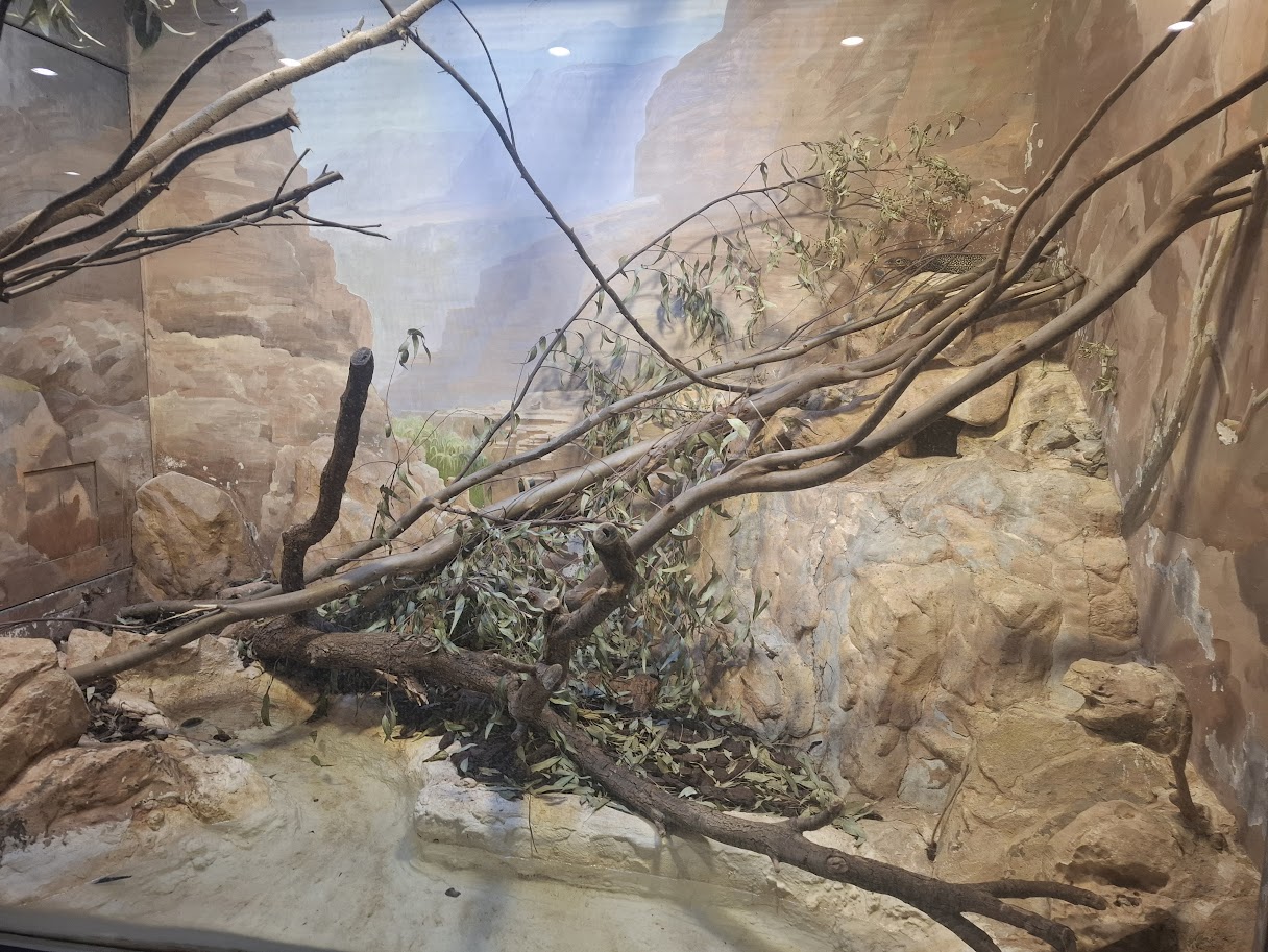 Blue-tailed Monitor Lizard - Exhibit