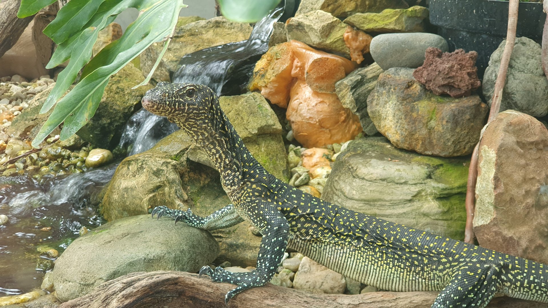Blue tailed Monitor (Varanus doreanus) - Museum Komodo