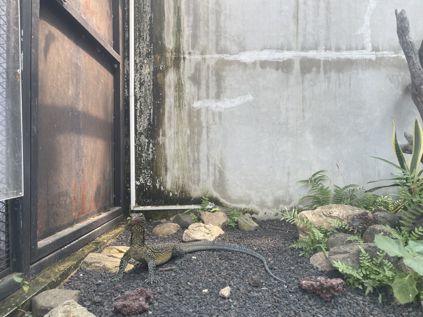 blue-tailed monitor (varanus doreanus) - museum komodo