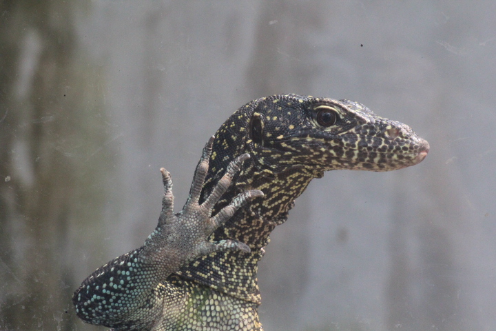 Blue-tailed monitor (Varanus doreanus)
