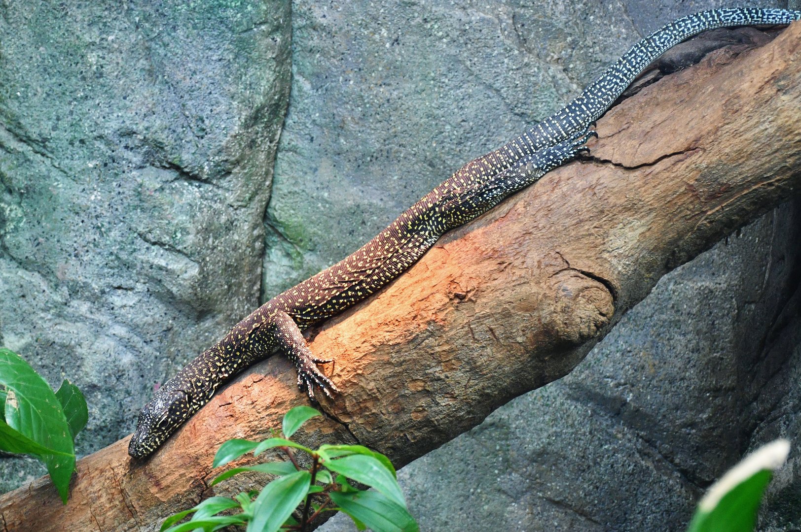 Blue-tailed Monitor (Varanus doreanus)