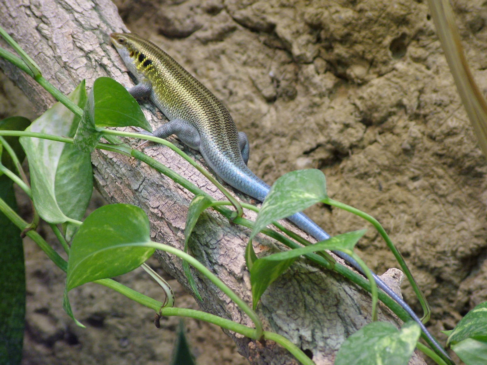 Blue-tailed Skink at Tierpark Berlin, 30/08/11