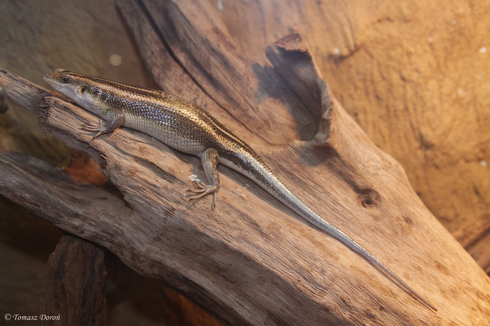 Blue Tailed Skink (Mabuya quinquetaeniata)