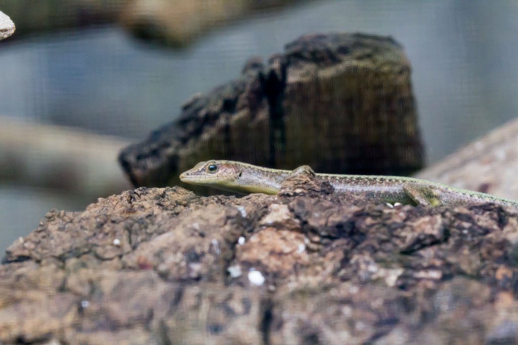 Blue-tailed Skink