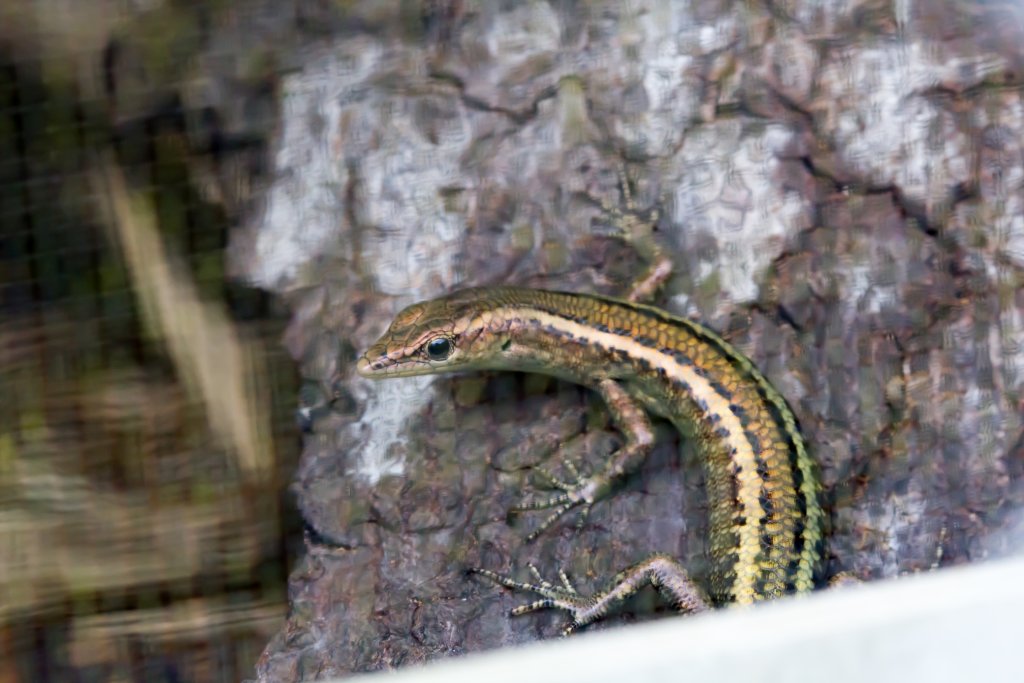 Blue-tailed Skink