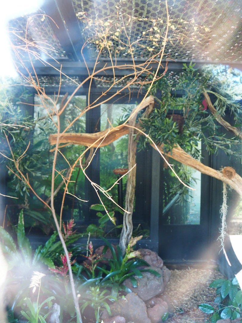 Blue tanager exhibit (Sep 2nd, 2018)