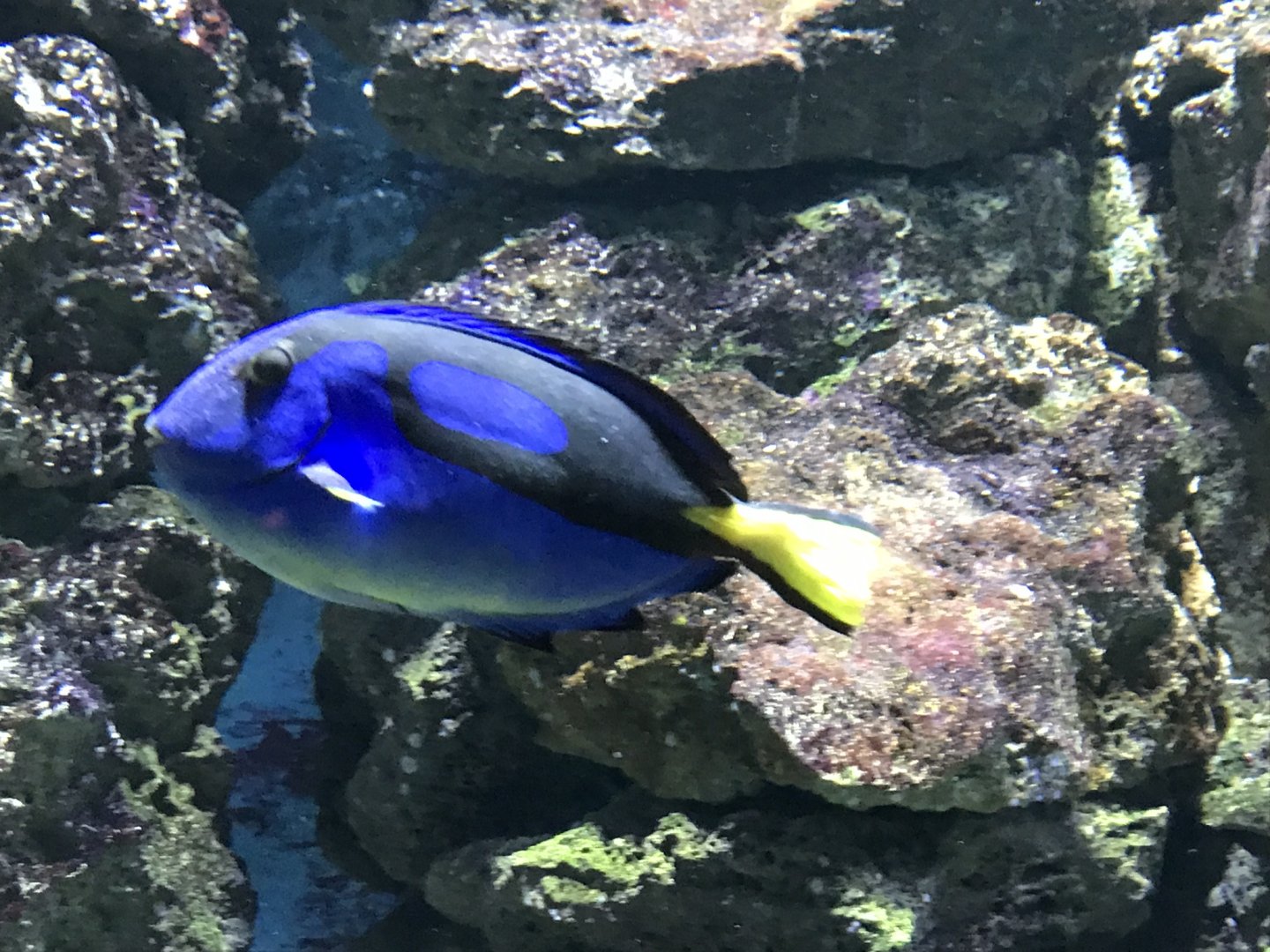 Blue tang 280118