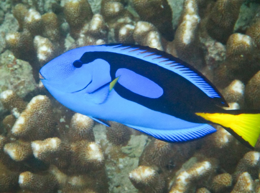 Blue Tang (aka Palette Surgeonfish)