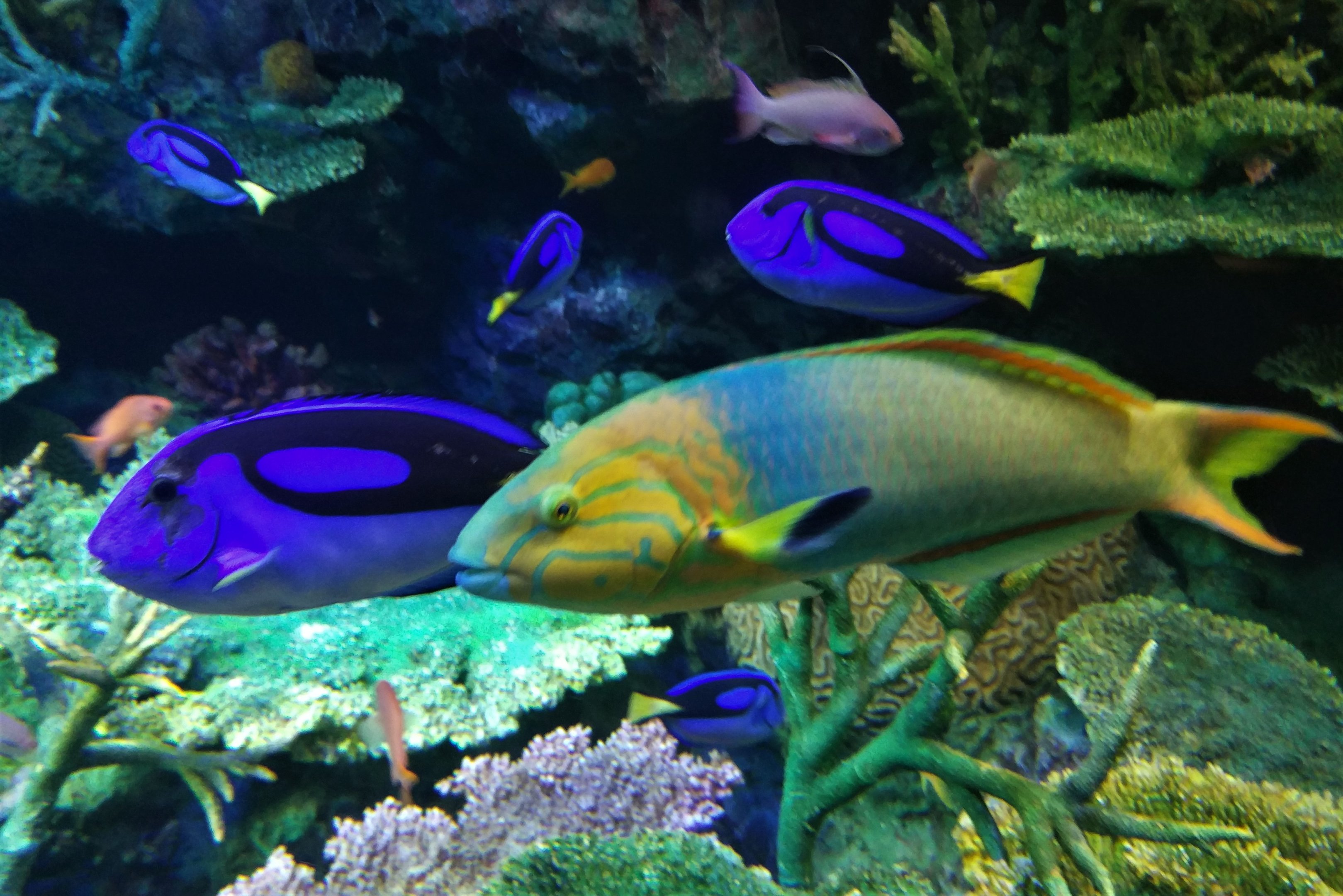 Blue Tang and Banana Wrasse