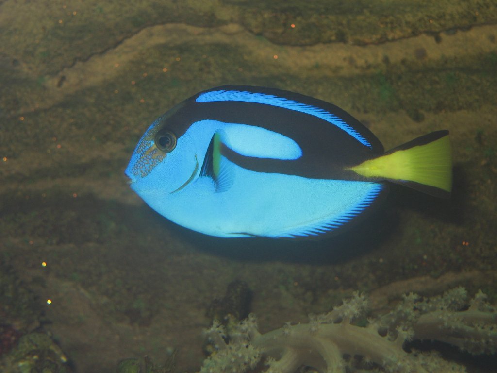 Blue Tang (or Pallette Tang)