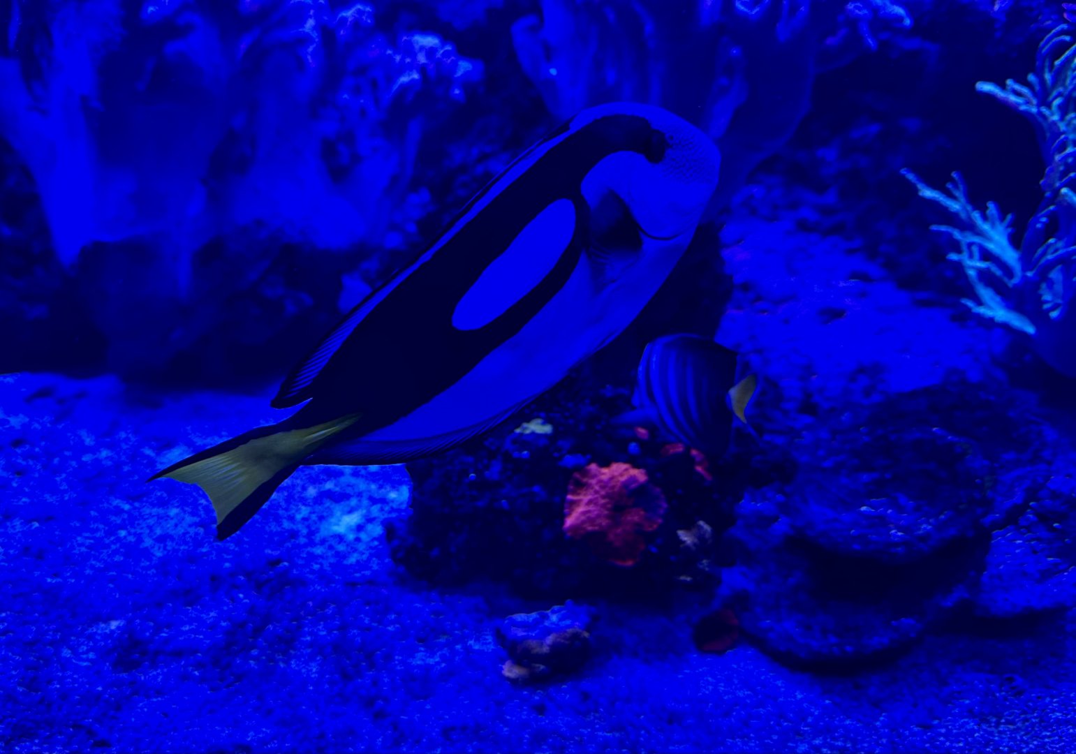 Blue tang (Paracanthurus hepatus)