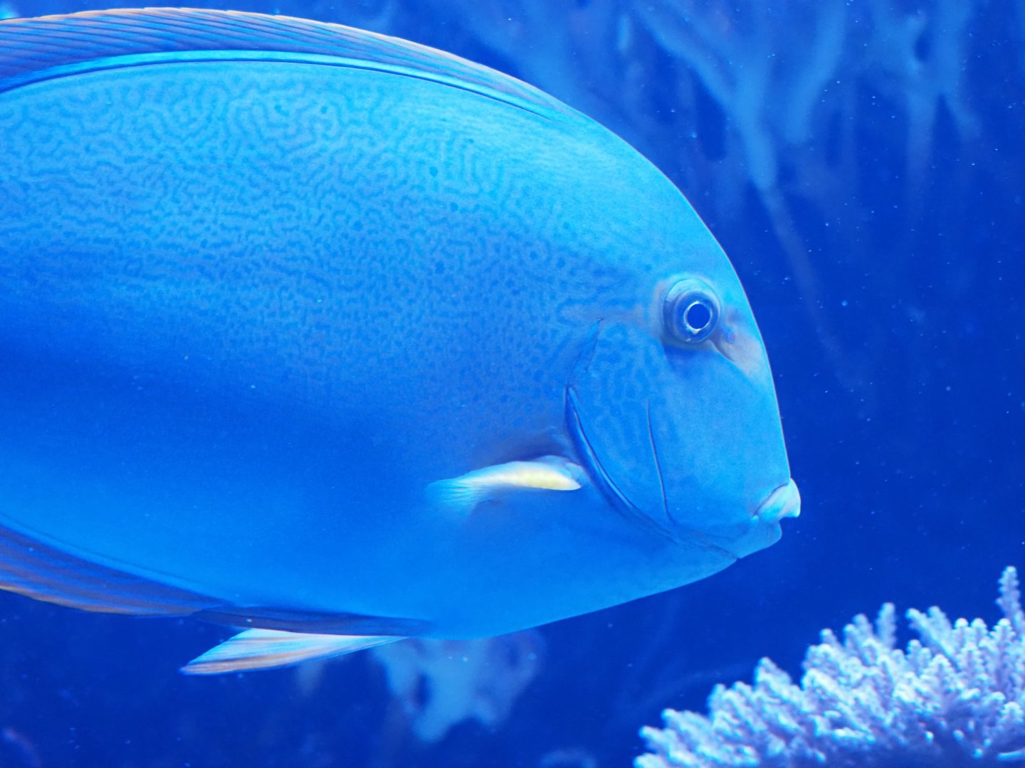 Blue Tang Surgeonfish