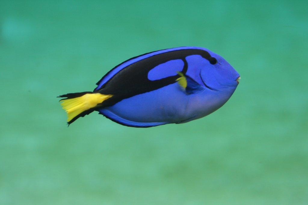 Blue Tang