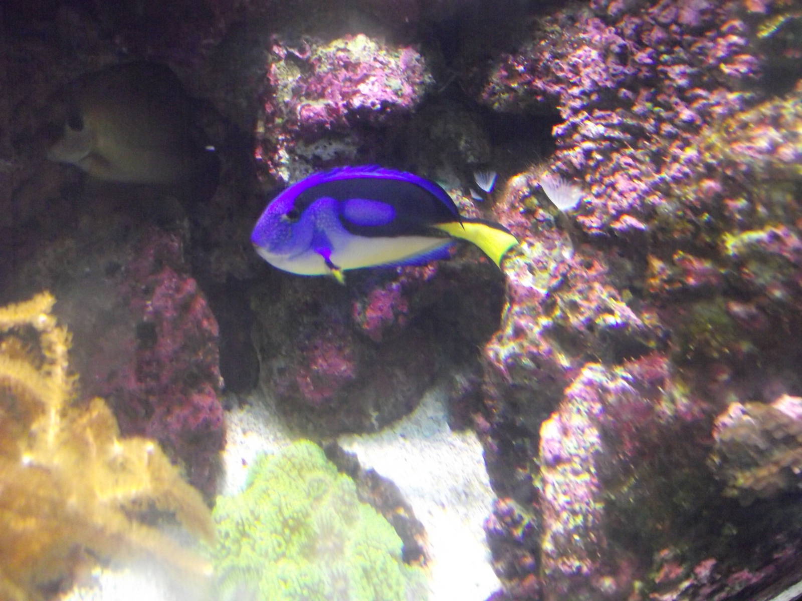 Blue Tang