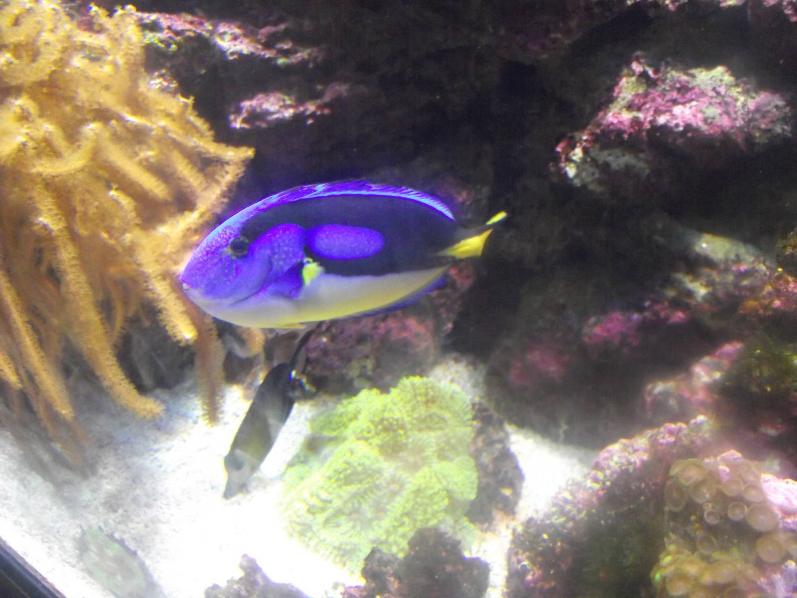 Blue Tang