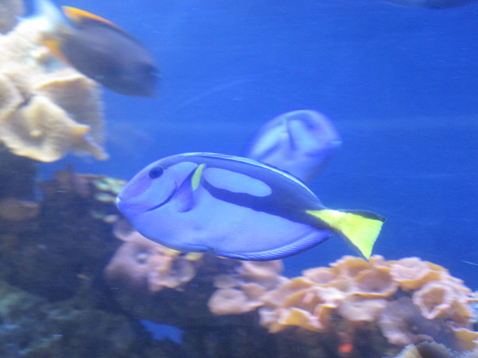 Blue Tang