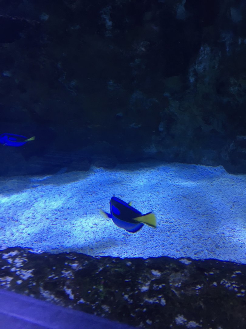 Blue Tang