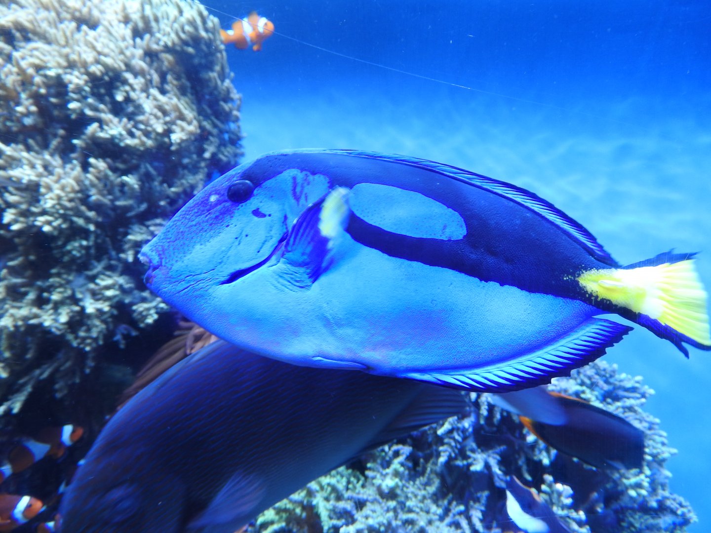 Blue Tang