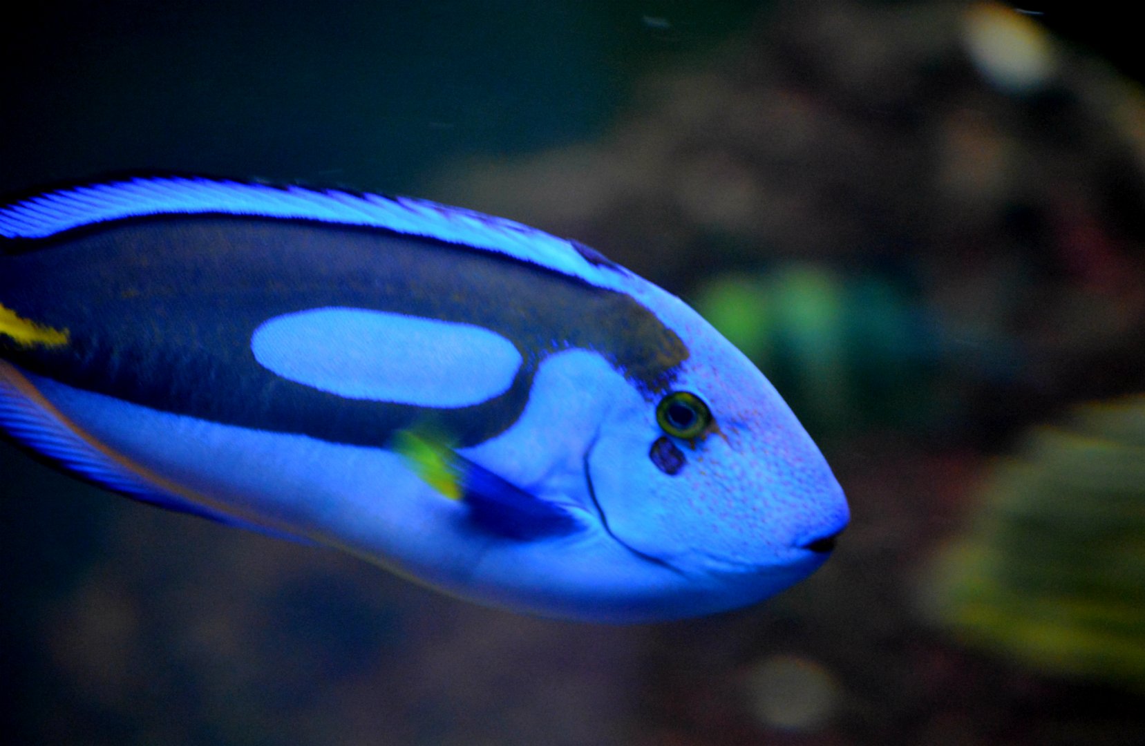 Blue Tang