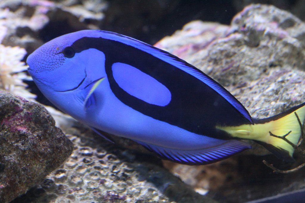 Blue Tang