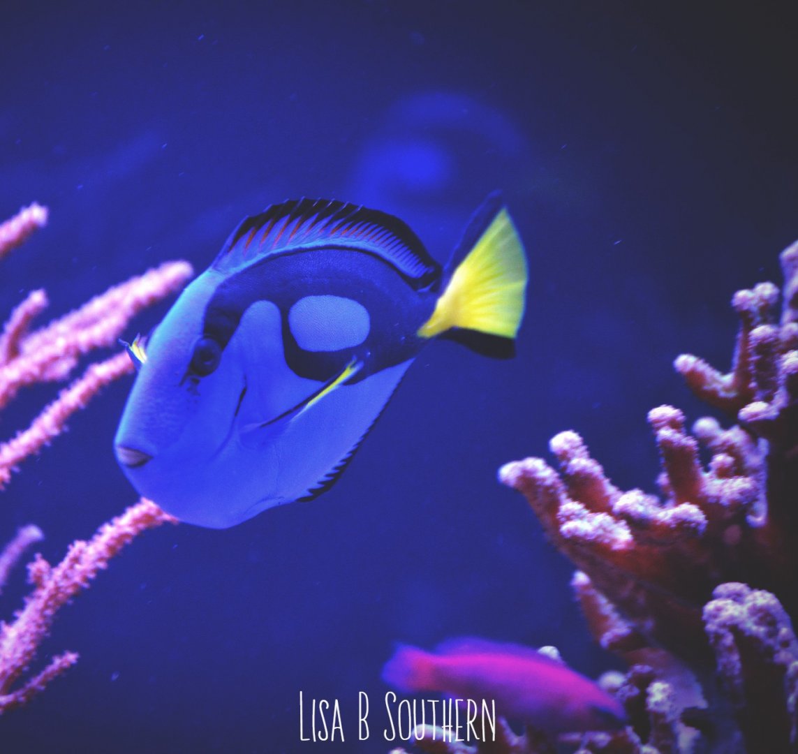 .:Blue Tang:.