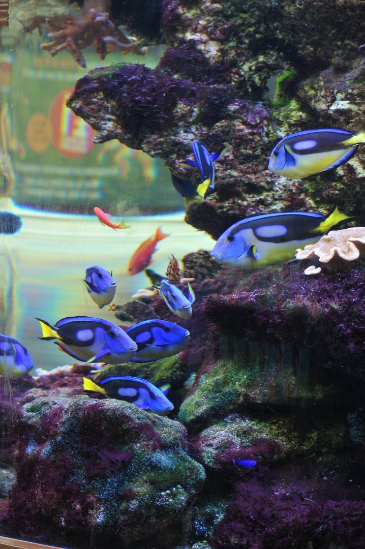 Blue Tangs