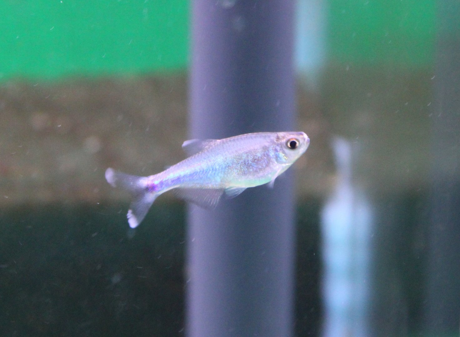 Blue tetra - Boehlkea fredcochui