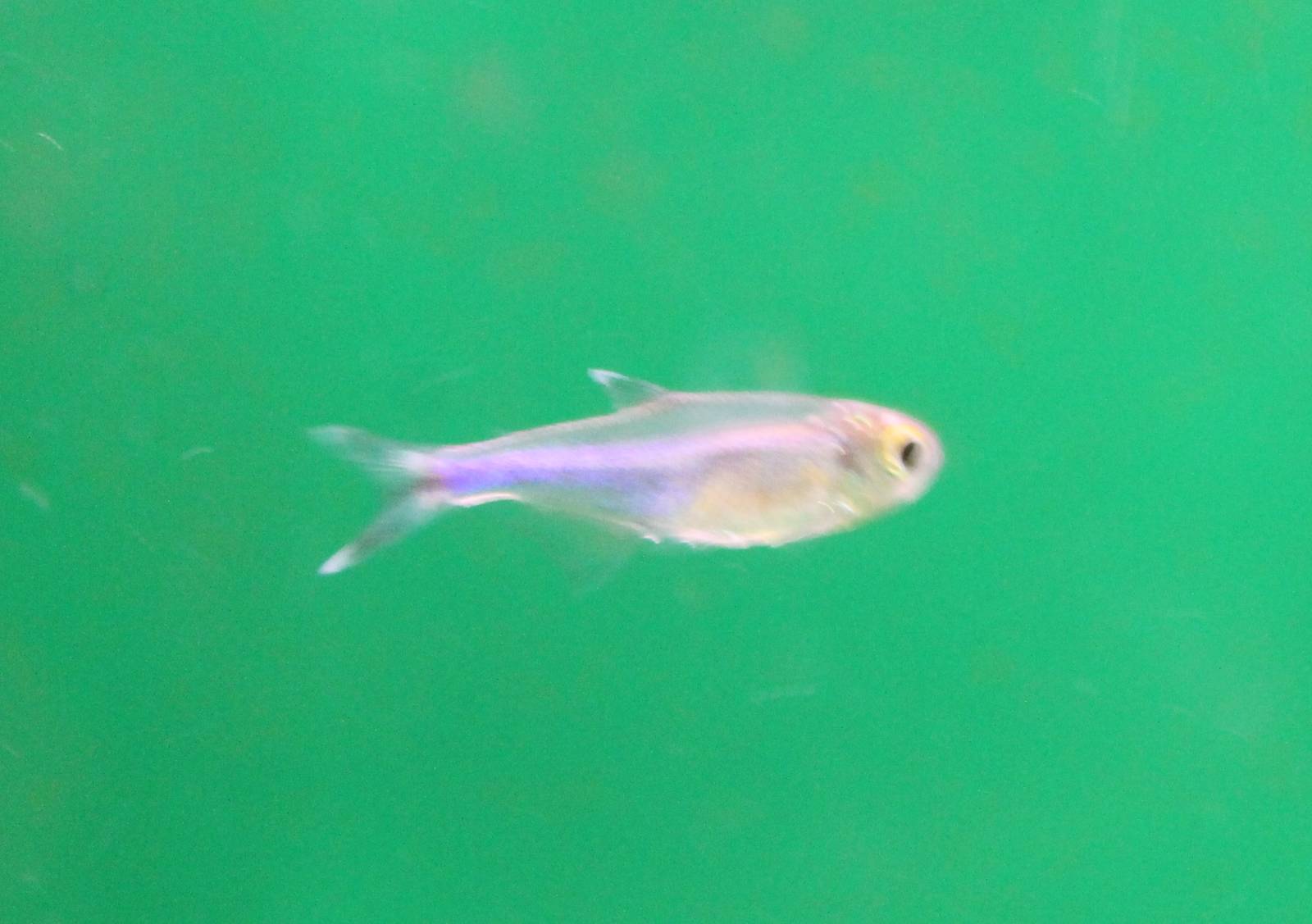 Blue tetra