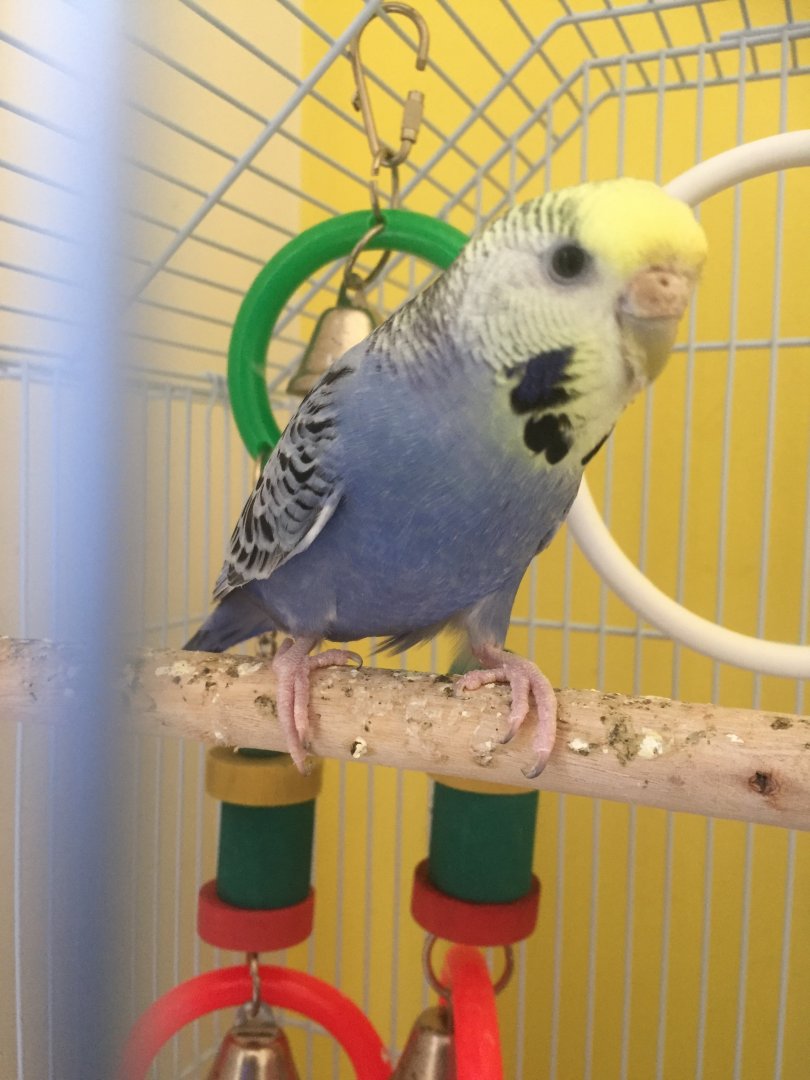 Blue the Budgerigar
