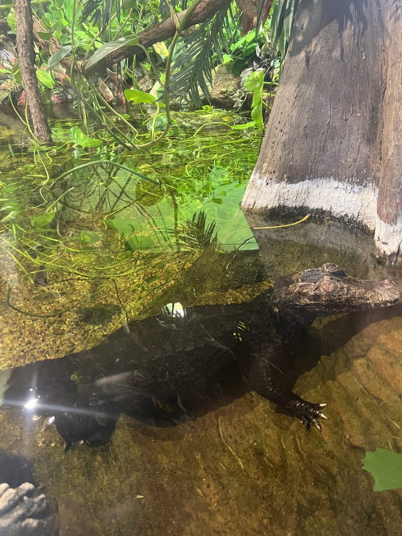 Blue the dwarf caiman