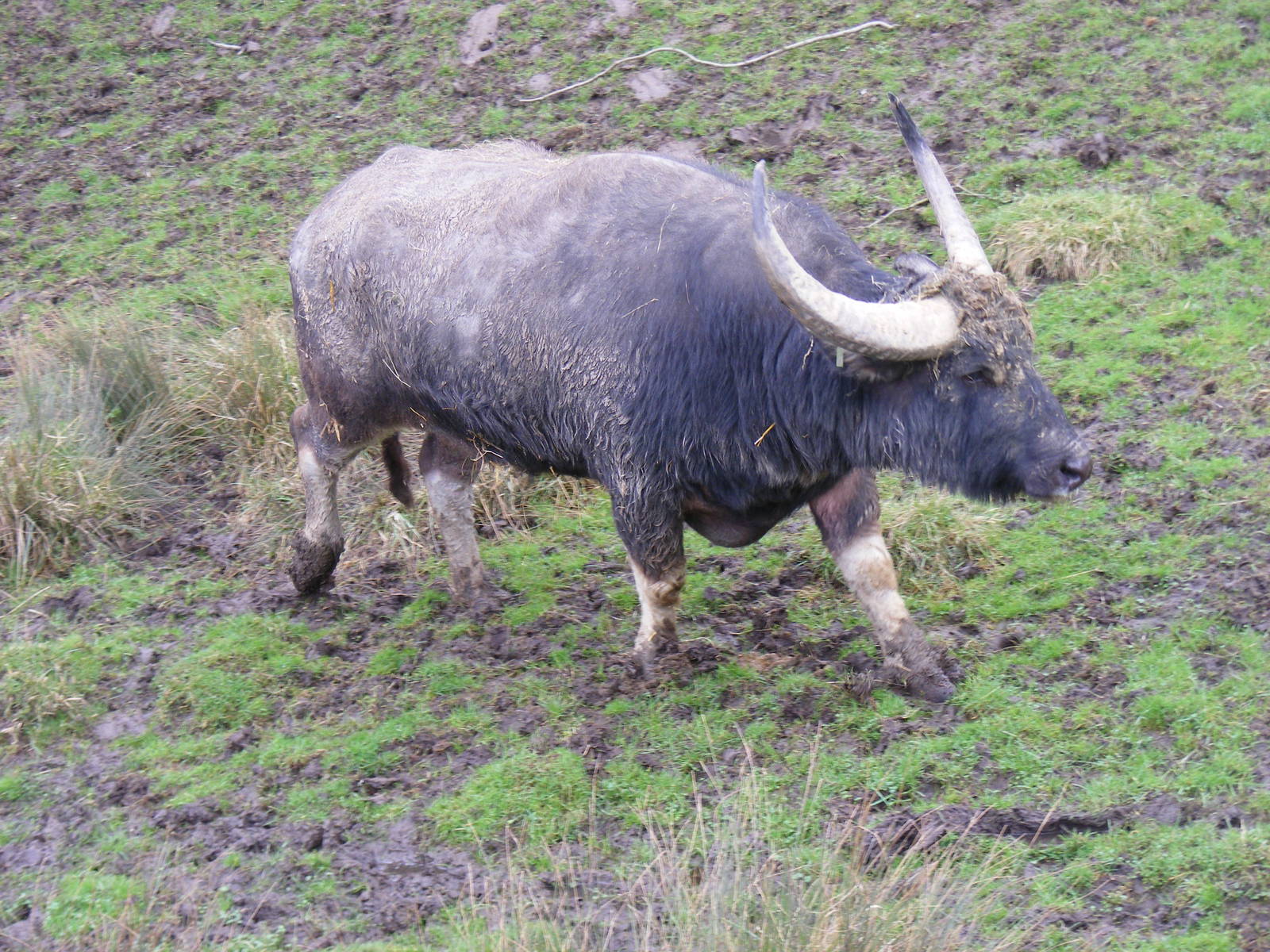 Blue the water buffalo at Port Lympne Wild Animal Park, 13 February 2011