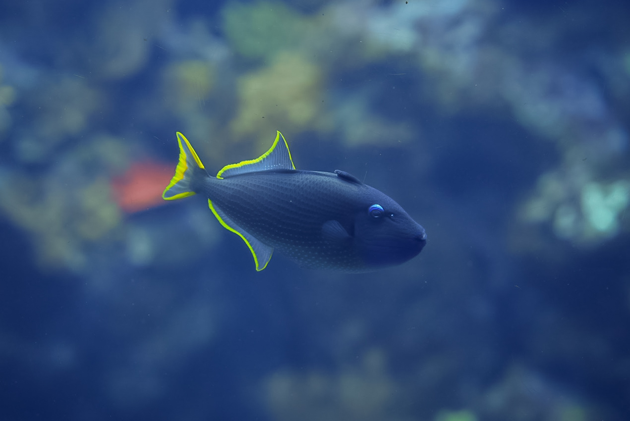 Blue Throat Triggerfish