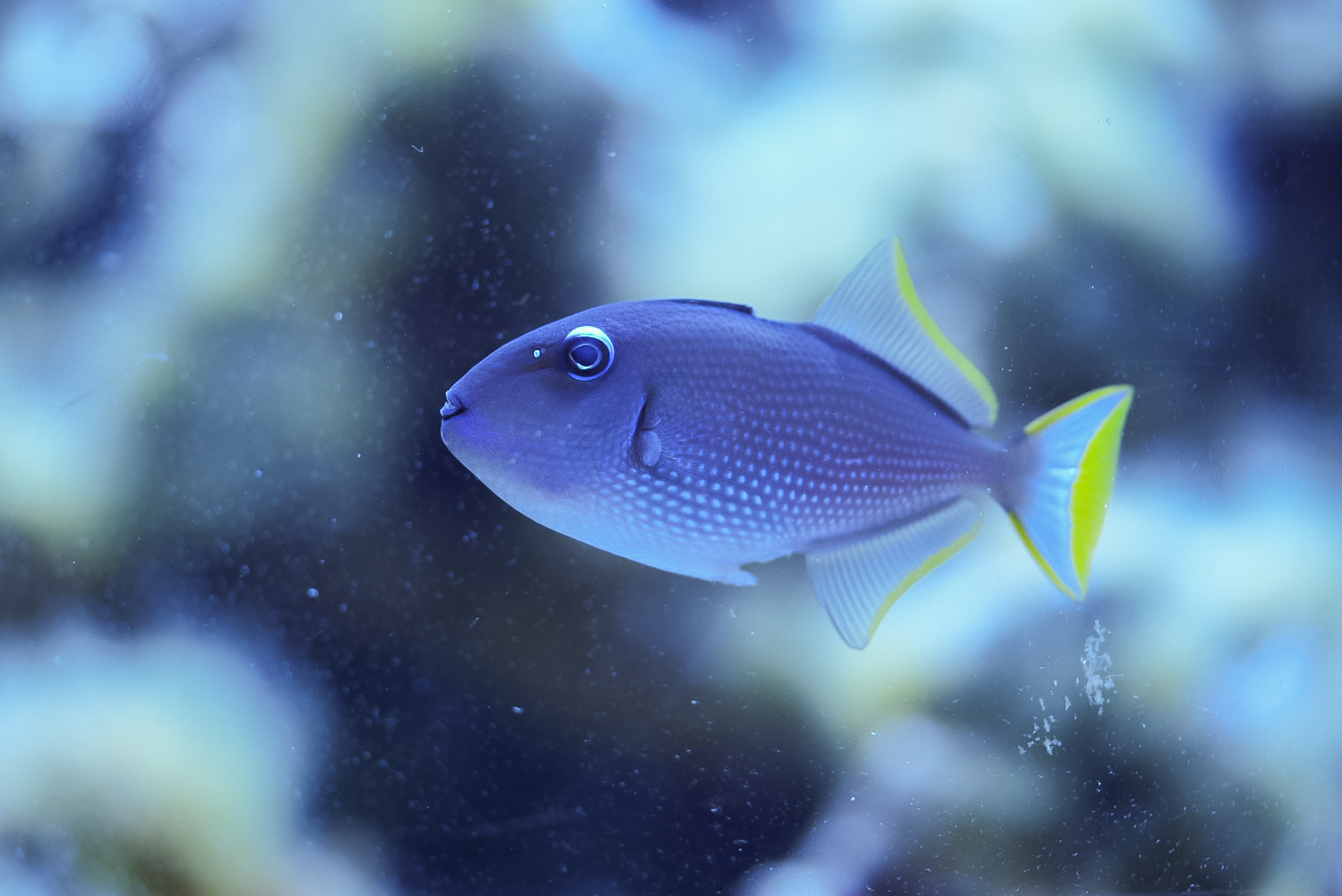 Blue Throat Triggerfish