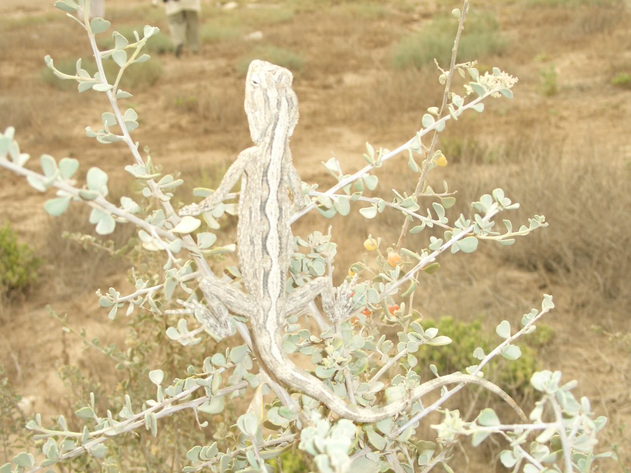 blue-throated agamid