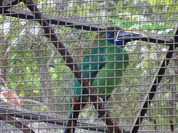 Blue-throated araccari