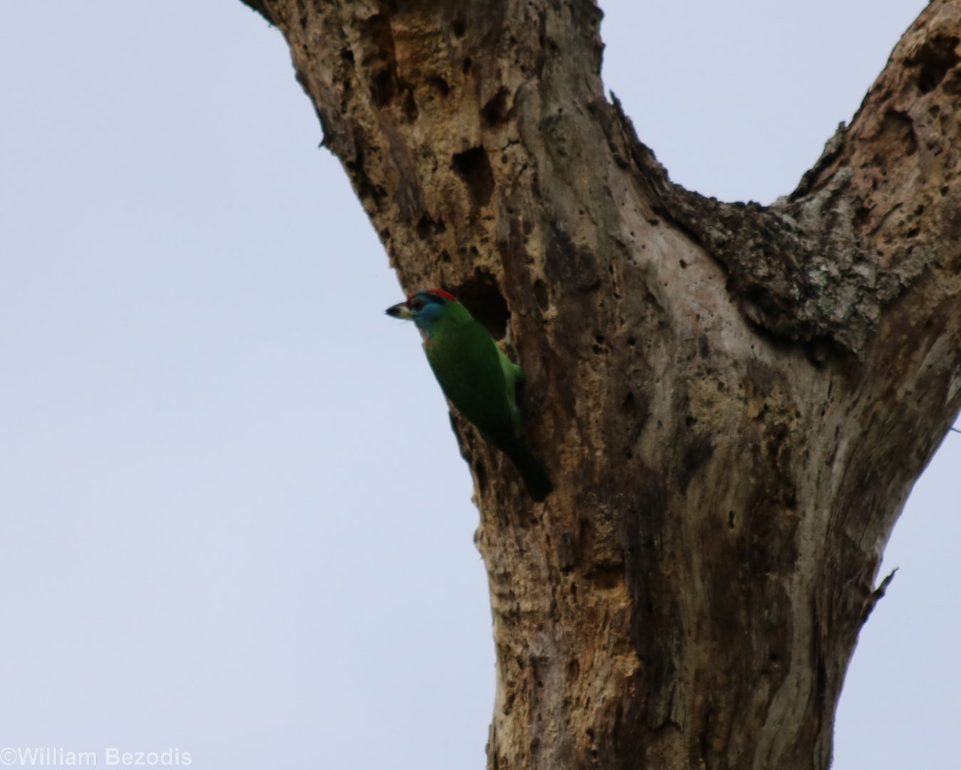 Blue-throated Barbet - Kaeng Krachan National Park