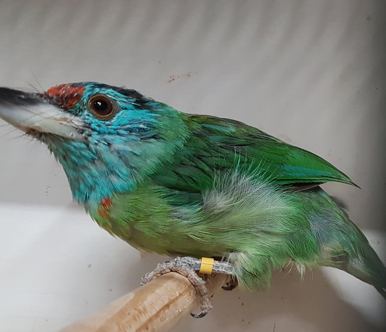 Blue-throated barbet - Megalaima asiatica